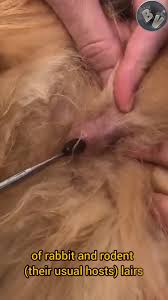 Image result for cuterebriasis in dogs