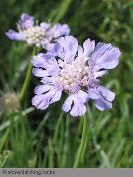 Image result for Dipsacaceae