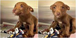 Tiny Pup Can T Stop Smiling After Being Rescued Puppies Animals Animal Shelters Near Me