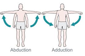 Abduction (movement of body part). What S The Difference Between Abduction And Adduction Biomechanics Machine Design
