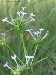 Image result for Conostomium natalense