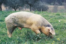 Risultati immagini per porco