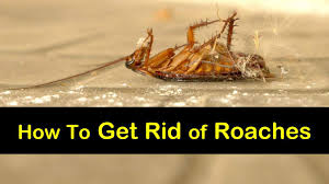 What to expect after cockroach extermination. 7 Fast Clever Ways To Get Rid Of Roaches