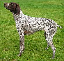 German shorthaired pointers (gsp) are full of energy, need lots of exercise, and can be extremely challenging from six months to three years old, according to the akc breed description. German Shorthaired Pointer Wikipedia