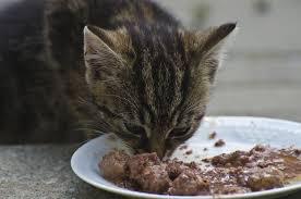 Cats should always be provided with cooked fish to minimise the risk of salmonella poisoning. Can Cats Eat Oatmeal And What Are The Benefits For Cats Goodmorning Homemade Cat Food Cat Diet Homemade Cat
