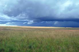 Image result for Micrargeriella aphylla