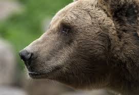 Sweet tooth has the strong, sweet odor bears love. Prehistoric Bear With A Sweet Tooth Discovered To Have 3 5 Million Year Old Cavity