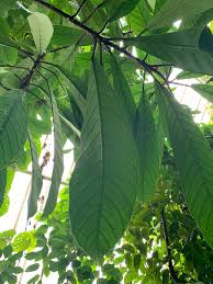 Image result for Ficus saussureana