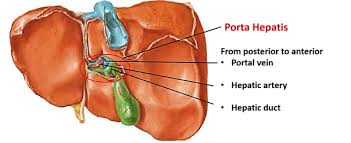 The right lobe of liver and the left lobe of liver. Liver Anatomy Qa