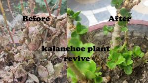 491.Marte Hue Kalanchoe Ko Kaise Bachyen/How To Save Dying Kalanchoe🌱🥀⚘ -  Youtube