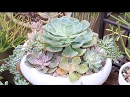 Maybe you would like to learn more about one of these? Plant A Succulent Dish Garden Youtube