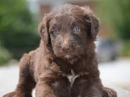 Find reputable aussiepoo breeders here. Aussiedoodle And Mini Aussiedoodle Pups For Sale