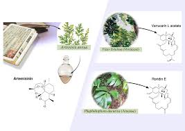 Image result for Anthospermum ammannioides