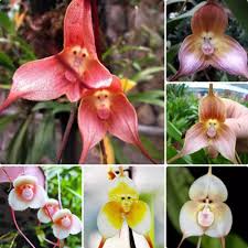 CHUXAY GARDEN Mix Monkey Face Orchid ...
