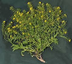 Image result for Rorippa