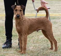 Image result for irský teriér