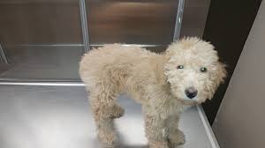 Keeping them happy and healthy at our southeast memphis veterinary hospital is southeast memphis veterinary featured services. The Pet Hospitals 18 South Byhalia Road Collierville Reviews And Appointments Topvet