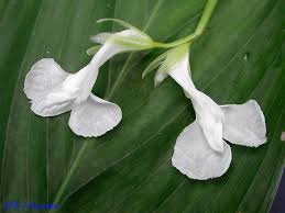 Image result for Maranta arundinacea