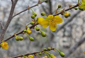 Image result for Ochna cyanophylla