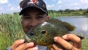 Pb 8 and 3/4 inch pumpkinseed 1 inch short of the master angler