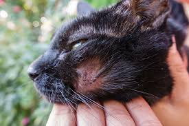 If the substance causing your contact dermatitis can be identified and avoided, your symptoms should. Why Are There Scabs On Your Cat S Back