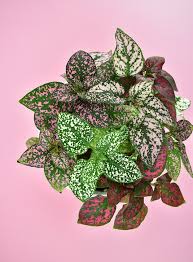 Ferns such as the boston fern and maidenhair fern are. Nontoxic Houseplants Safe For Cats And Dogs Dream A Little Bigger