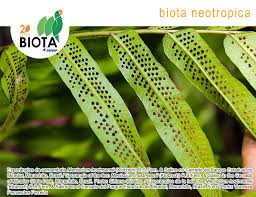 Image result for Perotis patens