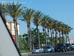 Deep aquifers existed under the california valley providing perfect conditions for dates. Edible Palms Date Palms Dave S Garden