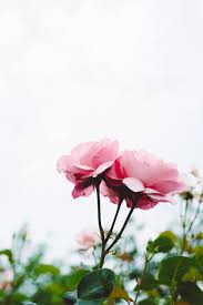 Check spelling or type a new query. Planting And Growing Roses In Ohio Zone 6 Stockslagers Greenhouse Garden Center