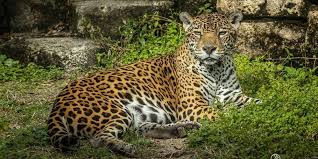 This is distinguished from diurnal and nocturnal behavior, where an animal is active during the hours of daylight and of darkness, respectively. Jacksonville Zoo Jaguar Attacked Killed In Tragic Accident