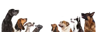 Each additional dog from the same family: Dog Kennels Perth Prices Dog Kennels Perth Nspc