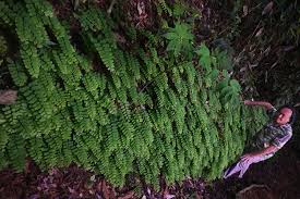 Image result for Rhodopentas bussei