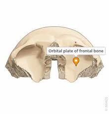Image result for Frontal Bone