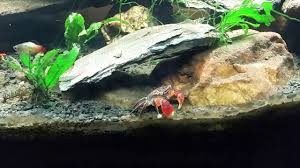 41 Some Thoughts About My Red Clawed Crab Tank Youtube Aquarium Halloween Crab Freshwater Aquarium