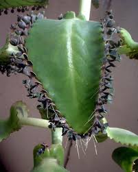 Pin By Margarita Del Peso Albalate On Kalanchoe Daigremontiana J Cactus Plants Plants Bromeliads