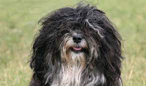 Havanese dogs are much less expensive in europe. Havanese