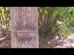 Image result for Acanthophoenix rubra