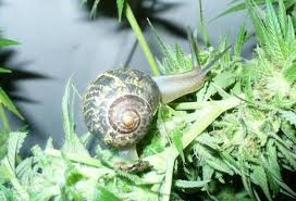 Are snails bad for your garden. Slugs And Snails Voracious Pests That Devour Your Cannabis Plants