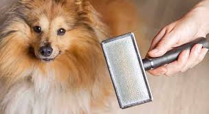 A number of things cause your dog to shed their coat and one of those is seasonal shedding. Dog Shedding In Winter Be Prepared With These Top 5 Tips Tractive