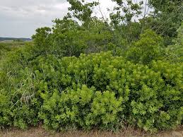 Image result for Myrica chimanimaniana
