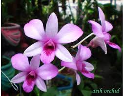 Berikut penjelasan persebaran flora dan fauna di indonesia beserta contohnya. Tolong Fotokan Gambar Yang Ada Gambar Flora Fauna Dan Benda Alam Serta Di Buku Apa Halaman Apa Brainly Co Id