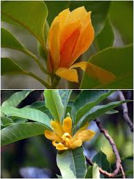 Pin On Flowers Of Bangladesh