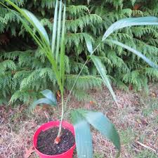 Image result for Chamaedorea radicalis