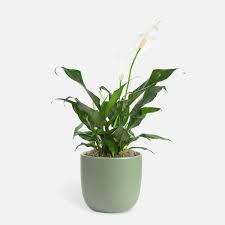 Image result for Spathiphyllum
