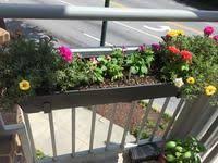 Upmct 3 packs window boxes planters, 14 inches rectangular vegetable plastic planters with trays, indoor and outdoor flower boxes for windowsill, patio, garden, porch (black, 3) 4.5 out of 5 stars 122 35 75 In W X 6 6 In H Black Plastic Window Box Lowes Com Window Box Plastic Windows Garden Projects