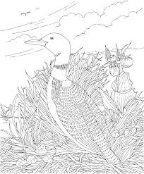 Today is national bird day. Https Www Flandersfamily Info Web Wp Content Uploads 2016 01 Print State Bird Coloring Pages Pdf