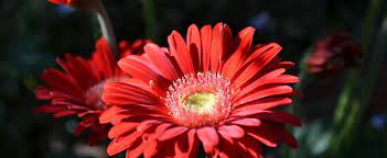 Gerbera African Daisy Barberton Daisy Gerber Daisy Transvaal Daisy Gerbera Jamesonii Mixed Hybrids