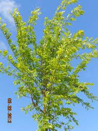 Image result for Ulmus parvifolia