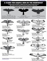 Their diet includes small mammals (mice, gophers, rabbits, etc.), fish, reptiles, and amphibians. Raptors Home Backyard Birds Identifying Birds Beautiful Birds