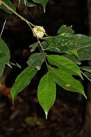 Image result for Lecythidaceae
